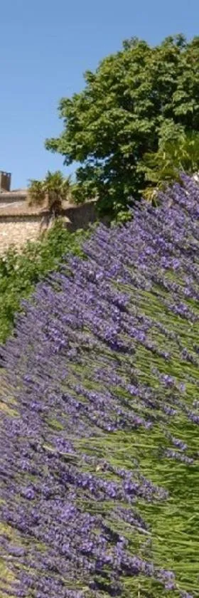 Domaine de Cousignac，位于布尔圣昂代奥的酒店