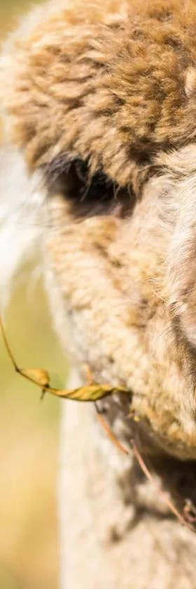 Alpacas Off Grid - Eco Cabin，位于塔卡卡的酒店