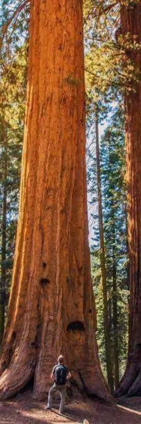 The Sequoia Hut!，位于三河城的酒店