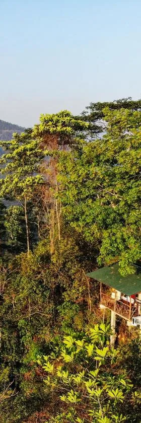 Tree Houses by Jungle River，位于Ginigathena的酒店