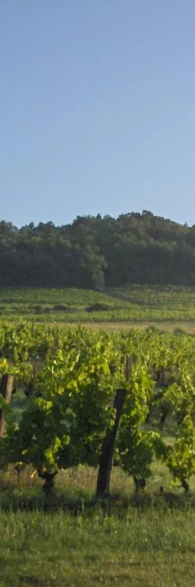 La maison du vigneron，位于Ternand的酒店