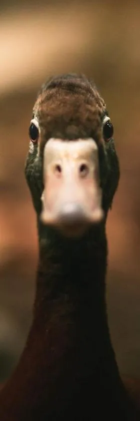 Le canard enchanté，位于Saint-Jory-las-Bloux的酒店