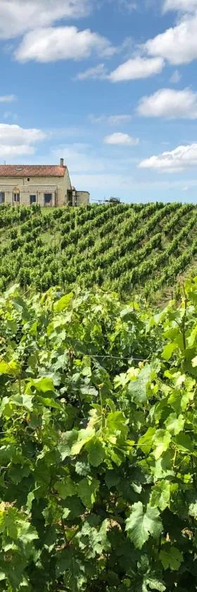 Chateau le Truch，位于蒙桑的酒店