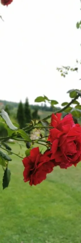 Domaćinstvo Sinđelić，位于伊万尼察的酒店