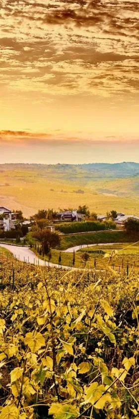 Zornitza Family Estate Relais & Chateaux，位于梅尔尼克的酒店