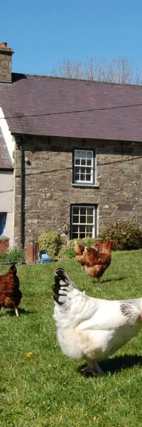 Nantgwynfaen Organic Farm Wales，位于兰达西尔的酒店