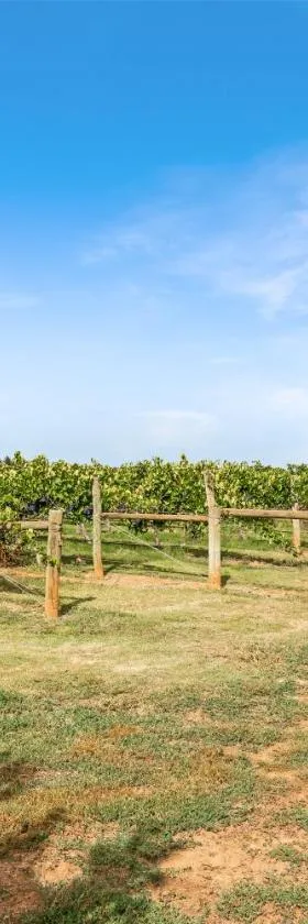 Milawa Vineyard Views - Guesthouse 2，位于Milawa的酒店