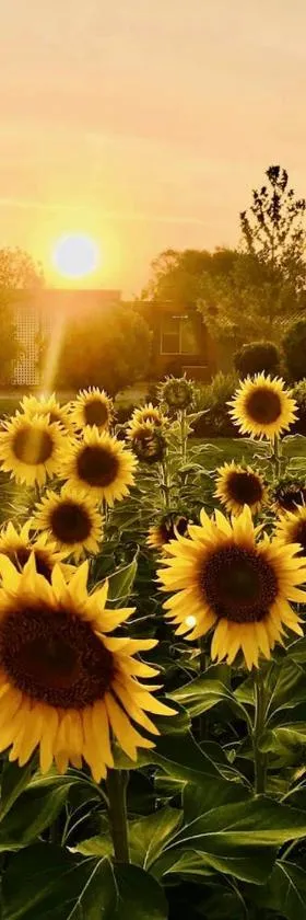 Quirindi Sunflower Motor Inn，位于Quirindi的酒店