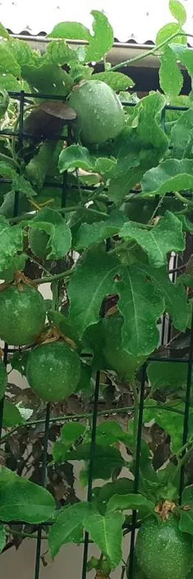 FRUITS DE LA PASSION，位于圣菲利普的酒店