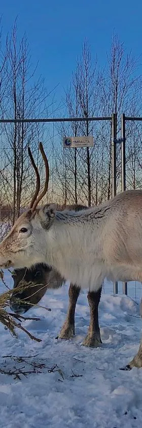 Beautiful rural experience with reindeer，位于泰尔沃拉的酒店
