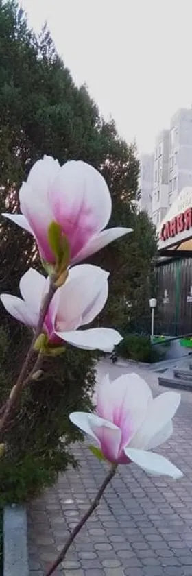 Hotel Slaviani，位于季米特洛夫格勒的酒店