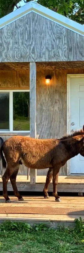 Tiny Cabin at the DonkeyRanch，位于Medicine Park的酒店