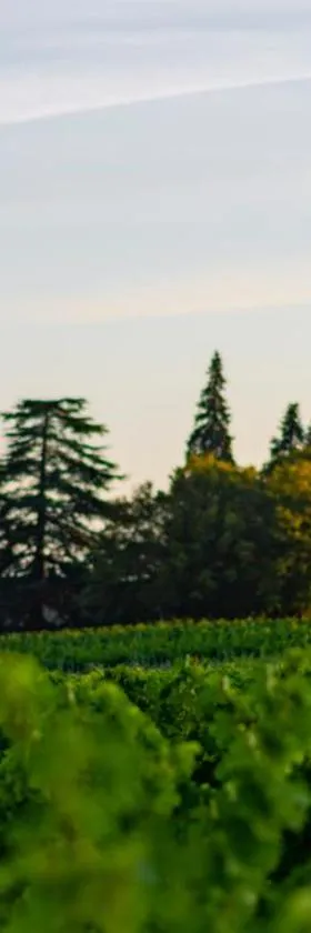 Vandenbeld Wines B&B，位于Minzac的酒店