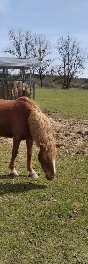 Insolite! Plusieurs Gîtes dans Ferme Equestre，位于Rehaincourt的酒店