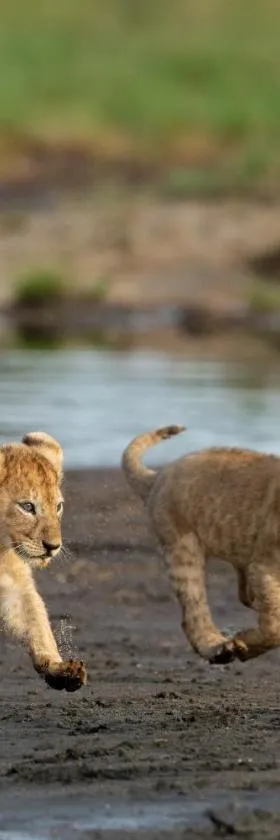 Africa Safari South Serengeti Ndutu Ngorongoro，位于Sinoni的酒店