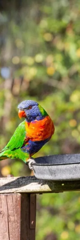 Lorikeet Holiday Park，位于阿瑞瓦瑞的酒店