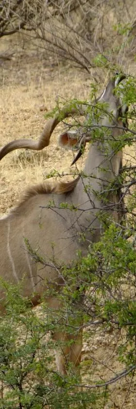Desert Game Farm & Tented Lodge, Khomashochland, En Route to Sossusvlei，位于Pionierspark的酒店
