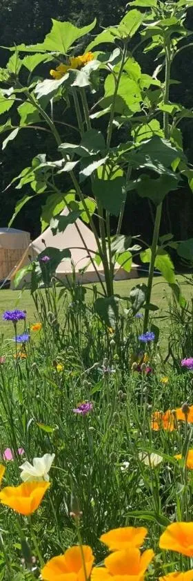 Au Pré Fleuri Eco Glamping，位于Le Lindois的酒店