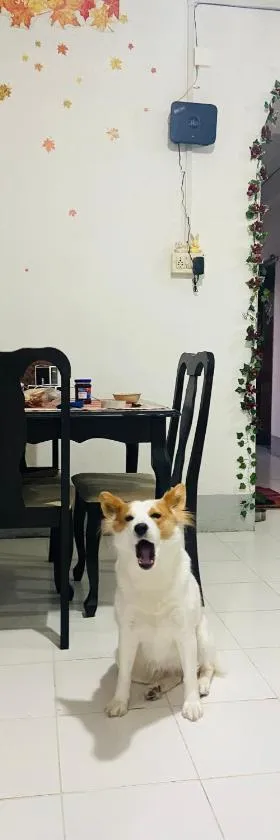 Maple Homestay，位于Kohīma的酒店