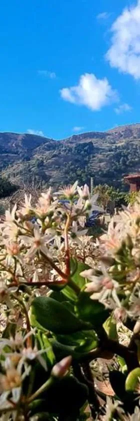 TODIMER FINCA ALPUJAREÑA，位于贝莱斯德韦瑙达利亚的酒店
