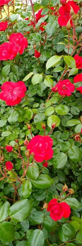 La maison des roses，位于Chadrac的酒店