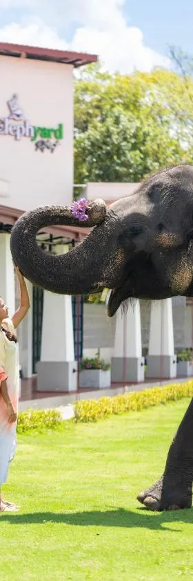 Elephyard Retreat，位于马希延格讷的酒店