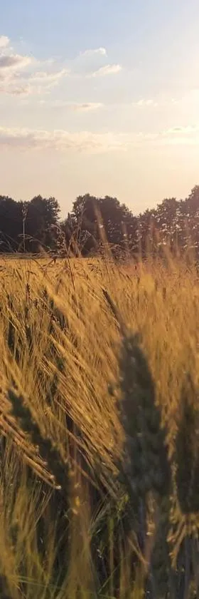 Stajnia Tarnowo Pałuckie，位于Tarnowo Pałuckie的酒店