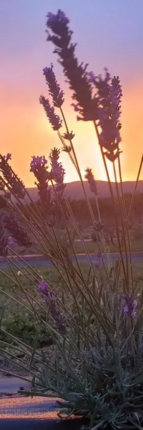 Lavender Row Farm，位于Outram的酒店