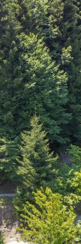Forest House，位于Dandalo的酒店