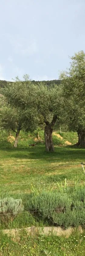 Le Camping de Cucugnan，位于屈屈尼昂的酒店