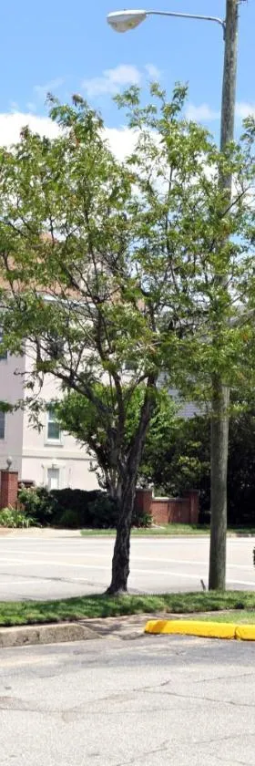 Bay Inn Hotel，位于North Camellia Acres的酒店
