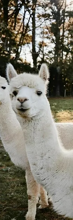 The Maple Lodge with Alpacas, Goats, Boars, Ducks & Chickens Farm Stay with Outdoor Pizza Oven，位于罗伯逊的酒店