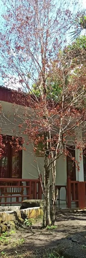 Tangkoko Jungle Homestay，位于Rinondoran的酒店