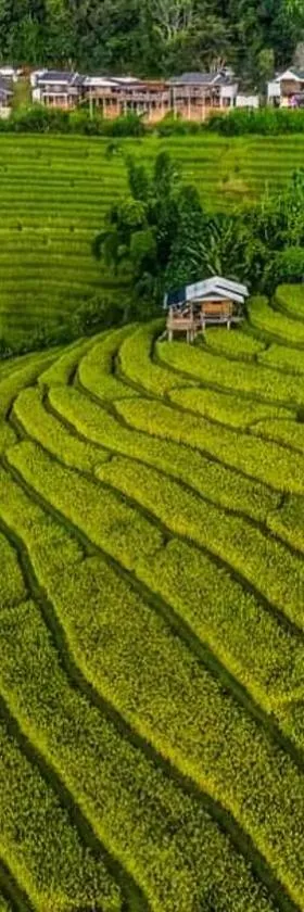 บ้านพักชิปู ป่าบงเปียง，位于Ban Mae Pan Noi的酒店
