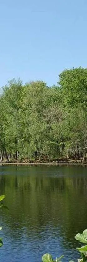 Aux abords de la forêt，位于Fougeré的酒店