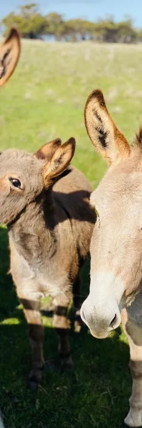 Sandalwood Downs Fabulous Farm Stay TOODYAY，位于Toodyay的酒店