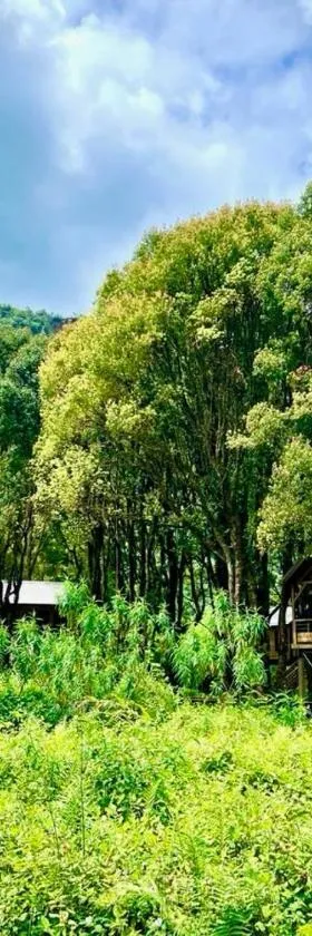 Kanopea Forest Lodge，位于圣贝努瓦的酒店
