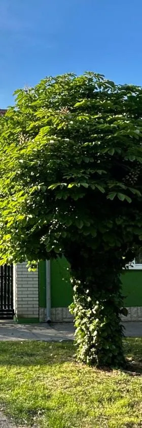 Apartman Maša，位于Belo Blato的酒店