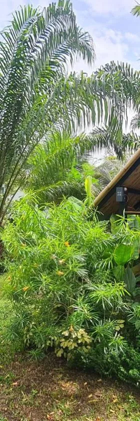 Tee Bungalow in the jungle，位于Ao Nang 的酒店