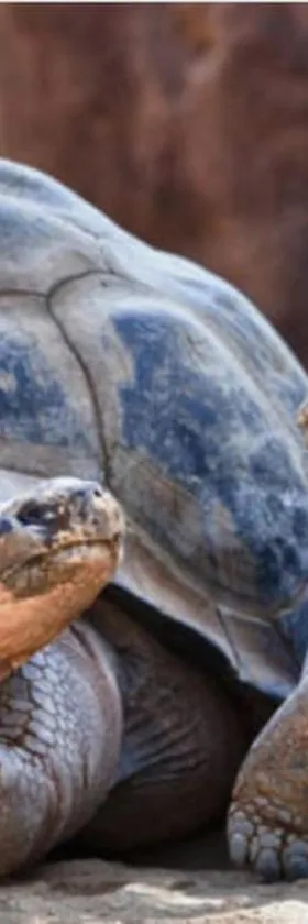 L'appartement des tortues，位于沙托布里昂的酒店