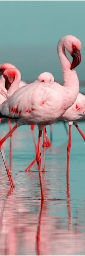 Les Flamants roses，位于沙托布里昂的酒店