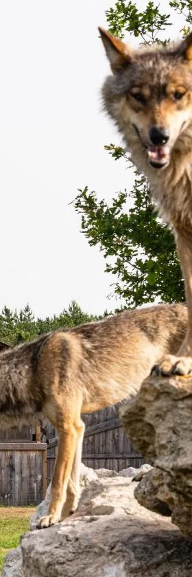 Lodges insolites chez RDV en Terre Animale，位于瑟瑞奥克斯布瓦的酒店
