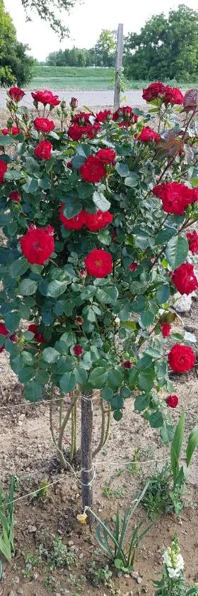 La Corte Delle Rose UB，位于Ub的酒店