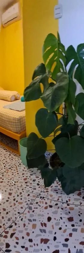 The Backyard Hostel，位于Timuran的酒店
