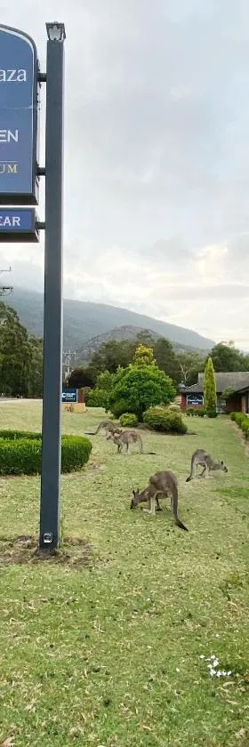 Golden Chain Country Plaza Motel Halls Gap，位于霍尔斯加普的酒店