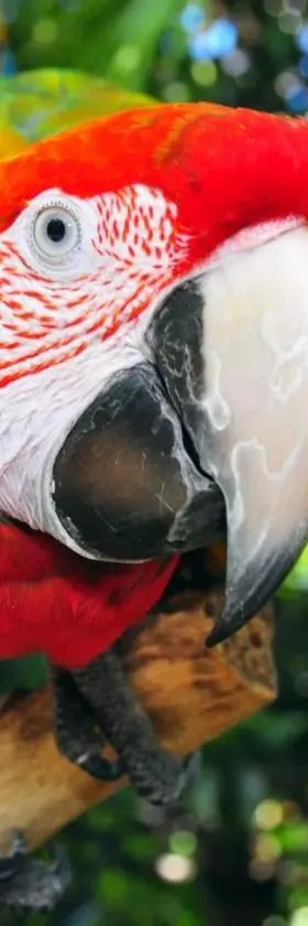 The Parrot Place - The Parrots Nest，位于凯里凯里的酒店