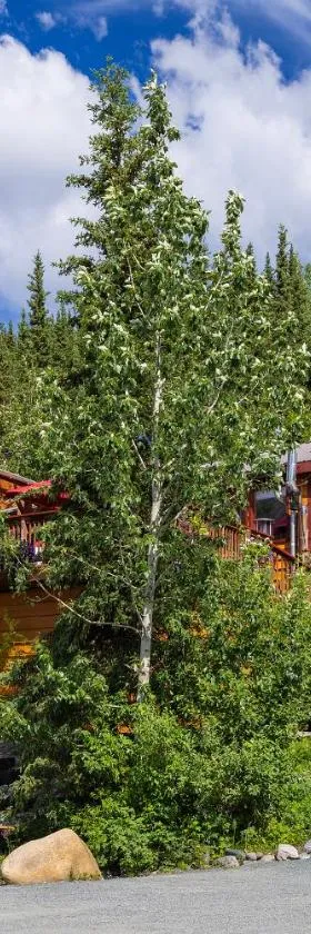 Denali Crow's Nest Cabins，位于麦金利公园的酒店