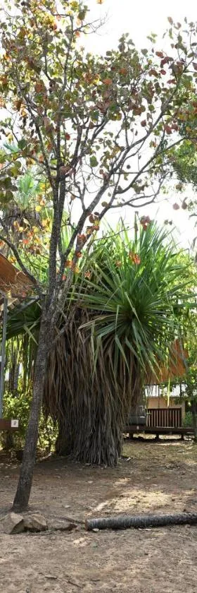 米切尔瀑布荒原山林小屋，位于Camp Creek的酒店