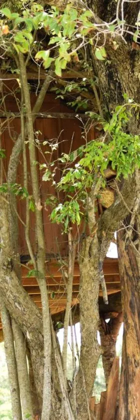 Habarana Wildwood Treehouse，位于哈伯勒内的酒店