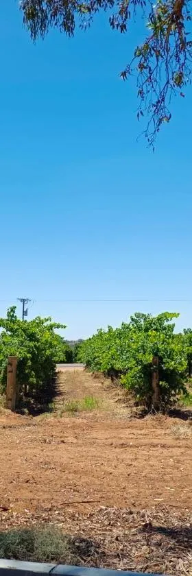 House By The Vines，位于Waikerie的酒店